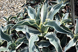 Ivory Curls Variegated Gypsum Century Plant (Agave gypsophila 'Ivory Curls') at A Very Successful Garden Center