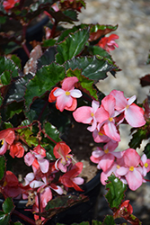 Richmond Begonia (Begonia 'Richmondensis') at A Very Successful Garden Center