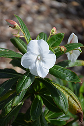 Madonna White Poor Man's Rhododendron (Impatiens sodenii 'Madonna') at Lakeshore Garden Centres