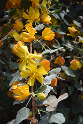 Ken Taylor Fremontodendron (Fremontodendron 'Ken Taylor') at A Very Successful Garden Center