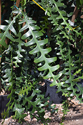 Fishbone Cactus (Selenicereus anthonyanus) at A Very Successful Garden Center