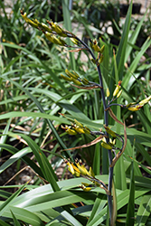Mountain Flax (Phormium cookianum) at A Very Successful Garden Center