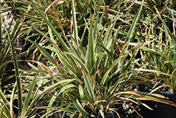 Duet New Zealand Flax (Phormium 'Duet') at Lakeshore Garden Centres