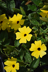 TowerPower Yellow Black-Eyed Susan (Thunbergia alata 'TowerPower Yellow') at Lakeshore Garden Centres