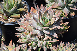 Large Short-leaved Aloe (Aloe brevifolia var. depressa) at A Very Successful Garden Center