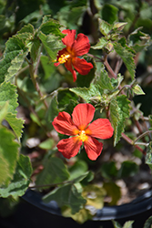 Red Mallow (Pavonia missionum) at A Very Successful Garden Center