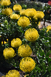 High Gold Pincushion (Leucospermum 'High Gold') at A Very Successful Garden Center