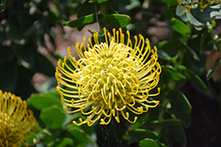 High Gold Pincushion (Leucospermum 'High Gold') at A Very Successful Garden Center