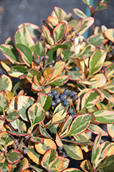 Fiesta Variegated Indian Hawthorn (Rhaphiolepis indica 'Fiesta') at A Very Successful Garden Center