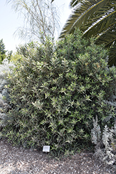 Arizona Rosewood (Vauquelinia californica) at Stonegate Gardens