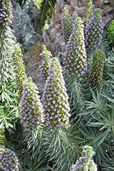 Pride of Madeira (Echium candicans) at Stonegate Gardens