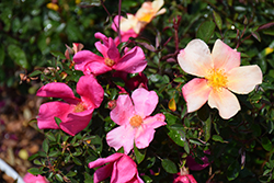 China Rose (Rosa chinensis var. mutabilis) at Lakeshore Garden Centres