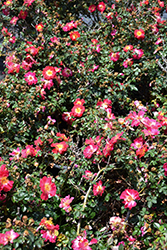 Ralph's Creeper Rose (Rosa 'Ralph's Creeper') at Lakeshore Garden Centres