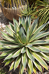 Snow Glow Agave (Agave 'Snow Glow') at Lakeshore Garden Centres