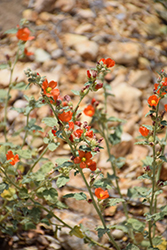 Desert Globemallow (Sphaeralcea ambigua) at Stonegate Gardens