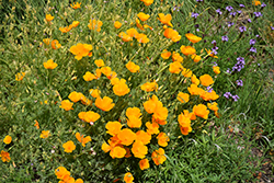 California Poppy (Eschscholzia californica) at Lakeshore Garden Centres