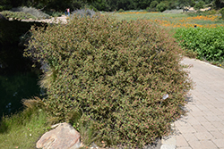 California Copperleaf (Acalypha californica) at Stonegate Gardens