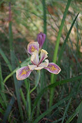 Sebastopol Iris (Iris 'Sebastopol') at A Very Successful Garden Center