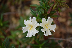 Jelly Bean White Monkeyflower (Mimulus 'Jelly Bean White') at A Very Successful Garden Center