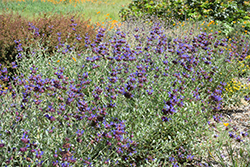 Celestial Blue Sage (Salvia 'Celestial Blue') at Stonegate Gardens
