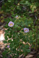 California Wild Rose (Rosa californica) at Stonegate Gardens