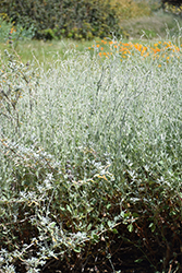 Ashyleaf Buckwheat (Eriogonum cinereum) at A Very Successful Garden Center