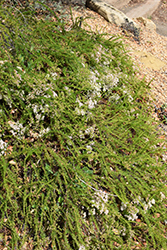 Warriner Lytle Buckwheat (Eriogonum fasciculatum 'Warriner Lytle') at A Very Successful Garden Center