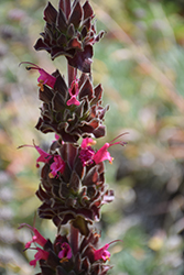 Hummingbird Sage (Salvia spathacea) at A Very Successful Garden Center