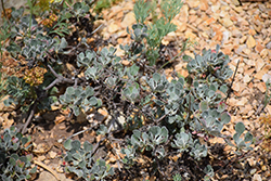Bear Valley Buckwheat (Eriogonum ursinum) at Stonegate Gardens