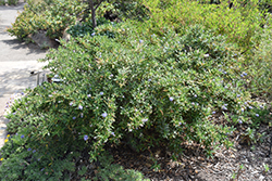Wheeler Canyon California Lilac (Ceanothus 'Wheeler Canyon') at A Very Successful Garden Center