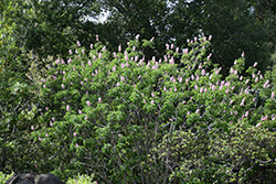 Canyon Pink California Buckeye (Aesculus californica 'Canyon Pink') at Lakeshore Garden Centres