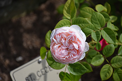 St. Cecilia Rose (Rosa 'Ausmit') at A Very Successful Garden Center
