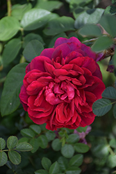 The Dark Lady Rose (Rosa 'The Dark Lady') at Lakeshore Garden Centres