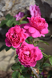 Wise Portia Rose (Rosa 'Wise Portia') at A Very Successful Garden Center