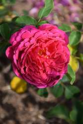 Othello Rose (Rosa 'AUSlo') at Stonegate Gardens