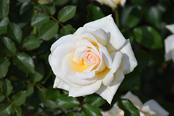 Whisper Rose (Rosa 'Whisper') at Stonegate Gardens