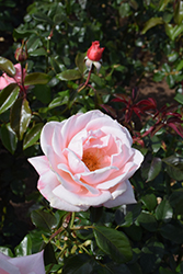 New Zealand Rose (Rosa 'MACgenev') at A Very Successful Garden Center
