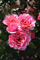 Duet Rose (Rosa 'Duet') at A Very Successful Garden Center