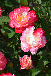 Double Delight Rose (Rosa 'Double Delight') at Lakeshore Garden Centres