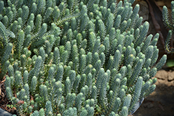 Blue Spruce Stonecrop (Sedum reflexum) at Stonegate Gardens