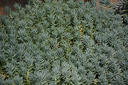 Blue Spruce Stonecrop (Sedum reflexum 'Blue Spruce') at Lakeshore Garden Centres