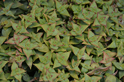 String Of Buttons (Crassula perforata) at Stonegate Gardens