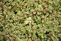 Variegated Elephant Food (Portulacaria afra 'Variegata') at A Very Successful Garden Center