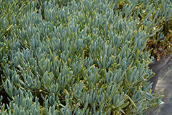 Blue Chalk Sticks (Senecio serpens) at A Very Successful Garden Center