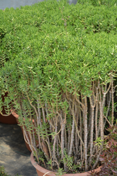 Miniature Pine Tree (Crassula tetragona) at A Very Successful Garden Center