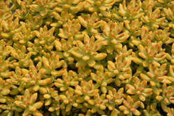 Orange Delight Coppertone Stonecrop (Sedum nussbaumerianum 'Orange Delight') at A Very Successful Garden Center