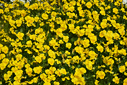 Penny Yellow Pansy (Viola cornuta 'Penny Yellow') at Stonegate Gardens
