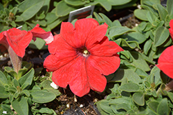Pretty Grand Red Petunia (Petunia 'Pretty Grand Red') at Lakeshore Garden Centres