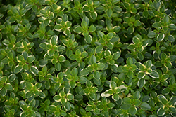 Variegated Broadleaf Thyme (Thymus pulegioides 'Foxley') at A Very Successful Garden Center