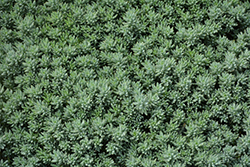 Blue Spruce Stonecrop (Sedum reflexum 'Blue Spruce') at A Very Successful Garden Center